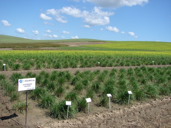 Kolekcja traw na polu doświadczalnym Hodowli Roślin Bartążek 20.06.2007